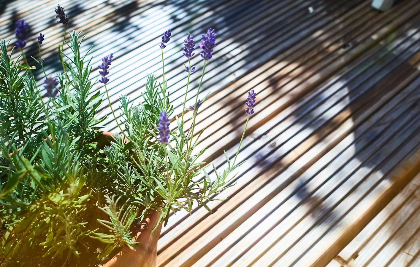 Nahaufnahme von Terrassendielen und einer Lavendelpflanze